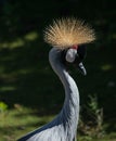 A rare crane crowned in all its glory