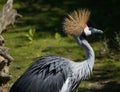 A rare crane crowned in all its glory