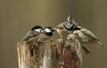 A rare Crested Tit Lophophanes cristatus with Coal Tit Periparus ater in the background perching on a wooden tree stump with f