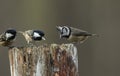 A rare Crested Tit Lophophanes cristatus with Coal Tit Periparus ater in the background perching on a wooden tree stump in the
