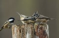 A rare Crested Tit Lophophanes cristatus with Coal Tit Periparus ater in the background perching on a wooden tree stump in the