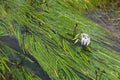 Rare Crinum thaianum in Thailand River