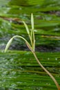 Rare Crinum thaianum or water lily, Onion Plant, Thai water onion or Water onion are buds