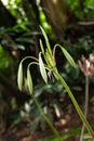 Rare Crinum thaianum or water lily, Onion Plant, Thai water onion or Water onion are buds