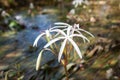 Rare Crinum thaianum or water lily or Water onion