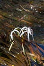 Rare Crinum thaianum or water lily or Water onion