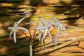 Rare Crinum thaianum or water lily or Water onion