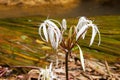 Rare Crinum thaianum or water lily or Water onion