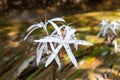 Rare Crinum thaianum or water lily or Water onion