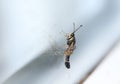 A rare Currant Clearwing Moth, Synanthedon tipuliformis, perching on a window. It reflection is showing in the glass. Royalty Free Stock Photo