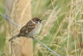 A rare cute baby Tree Sparrow, Passer montanus, perching on a wire fence. It is waiting for one of its parents to come back and fe Royalty Free Stock Photo