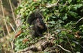 A rare cute Black Squirrel Scirius carolinensis sitting on a log covered in ivy in woodland in the UK. Royalty Free Stock Photo