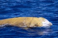 Rare Cuvier Goose Beaked whale dolphin Ziphius cavirostris Royalty Free Stock Photo