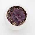 Rare dark purple echeveria succulent houseplant on white background, top view