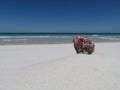 Piece of coral at Big Beach Praia Grande Royalty Free Stock Photo