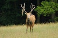 Rare deer Elaphurus davidianus Royalty Free Stock Photo