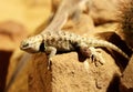 A rare desert spiny lizard in sonoran desert of north america. He warming on some hot stone.