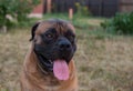 Rare dog breeds. Closeup portrait of a beautiful dog breed South African Boerboel on the green and amber grass background.