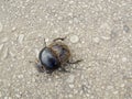 Rare dung beetle from Addo in Africa Royalty Free Stock Photo