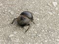 Rare dung beetle from Addo in frica Royalty Free Stock Photo