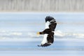 Rare eagle with snowy lake with ice. Steller`s sea eagle, Haliaeetus pelagicus, flying bird of prey, with forest in background, Royalty Free Stock Photo