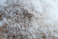 The rare Edible Lion Mane Mushroom Hericium Erinaceus pruikzwam in the Forest. Beautifully radiant and striking Royalty Free Stock Photo