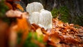 Rare Lion`s mane mushroom in a Dutch forest Royalty Free Stock Photo