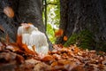 Rare Lion`s mane mushroom in a Dutch forest Royalty Free Stock Photo