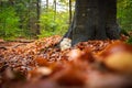 Rare Lion`s mane mushroom in a Dutch forest