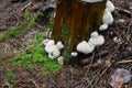 Rare edible mushroom with fruiting spherical or ovoid shape up to 30 cm in size. It grows parasitically on damaged beech and oak t