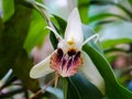 Rare white fairy orchids