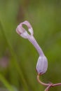 Rare and Endanger Ceropegia flower seen near Cherrapunji , Meghalaya, India