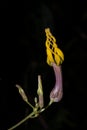 Rare and Endanger Ceropegia flower seen near Cherrapunji , Meghalaya, India