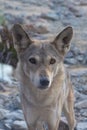 A rare and endangered Arabian Wolf, a subspecies of the Grey wolf, stops and stares in the desert landscape. Royalty Free Stock Photo