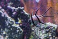 Rare endangered banggai cardinalfish tropical fish from banggai island indonesia