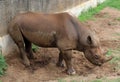 Black rhino at ZOO Pretoria, South Africa Royalty Free Stock Photo