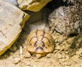 Rare endangered egyptian tortoise turtle sleeping in the sand under some rocks