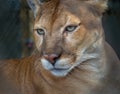 Rare, endangered, Florida panther in profile Royalty Free Stock Photo