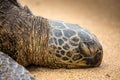 Rare Sleeping Hawaiian Green Sea Turtle Royalty Free Stock Photo