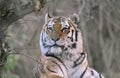 Siberian Tiger Panthera Tigris Altaica