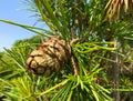 Rare endangered plant - Sciadopitys verticillata - Umbrella Pine with cone