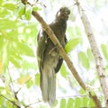 Rare, endemic black parrot