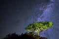 Rare endemic dragon tree on the background of the Milky Way