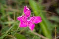 rare endemic endangered star in the Piatra Craiului Mountains Pink Dianthus callizonus