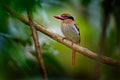 Rare exotic kingfishers from Sulawesi, Indonesia. Lilac-cheeked Kingfisher, Cittura cyanotis, sitting on the branch in the green