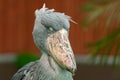 The rare and exotic large bird Shoebill Balaeniceps rex also known as whalehead, whale-headed stork, or shoe-billed stork Royalty Free Stock Photo