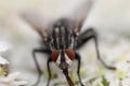 A rare extreme closeup of a fly on a flower - taken with a macro lens