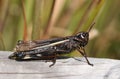 A rare female Large Marsh Grasshopper, Stethophyma grossum, resting on a log in a bog.