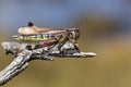 A rare female Large Marsh Grasshopper, Stethophyma grossum, resting on a twig.