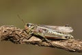 A rare female Large Marsh Grasshopper, Stethophyma grossum, resting on a twig.